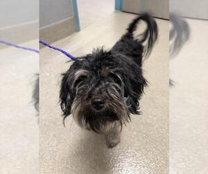 Maltese-Unknown Mix Dogs for adoption in Las Vegas, NV, USA