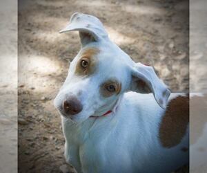 Ibizan Hound Dogs for adoption in Atlanta, GA, USA