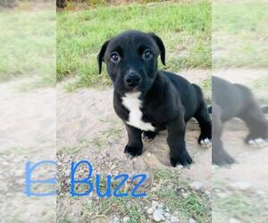 American Pit Bull Terrier-Labrador Retriever Mix Dogs for adoption in San Antonio, TX, USA
