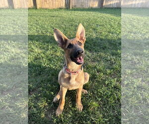 German Shepherd Dog Dogs for adoption in Belleuve, NE, USA