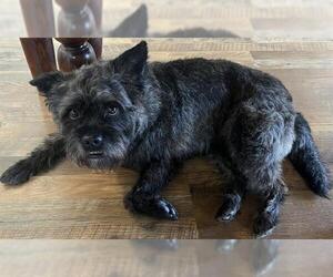 Border Terrier Dogs for adoption in Camarillo, CA, USA