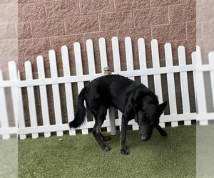 German Shepherd Dog Dogs for adoption in Modesto, CA, USA