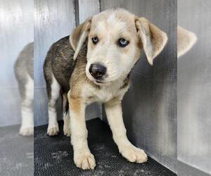 Huskies -Unknown Mix Dogs for adoption in San Antonio, TX, USA