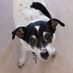 Jack Russell Terrier Dogs for adoption in Kanab, UT, USA