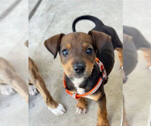 Chihuahua-Unknown Mix Dogs for adoption in Plainfield, IL, USA