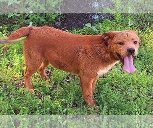 Bulldog-Labrador Retriever Mix Dogs for adoption in Wetumpka, AL, USA