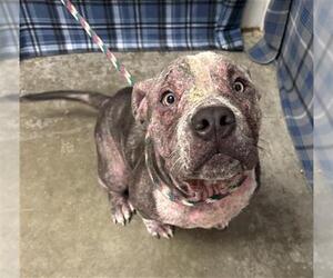 American Bulldog-Unknown Mix Dogs for adoption in Rosenberg, TX, USA