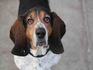 Basset Hound Dogs for adoption in Denver, CO, USA