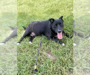 Labrador Retriever Dogs for adoption in Conroe, TX, USA