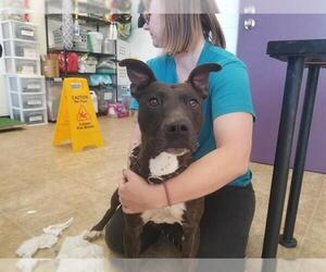 American Staffordshire Terrier-Unknown Mix Dogs for adoption in Raleigh, NC, USA