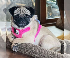 Pug Dogs for adoption in Mundelein, IL, USA