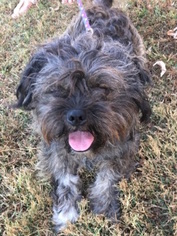 Shih Apso Dogs for adoption in Mount Airy, NC, USA