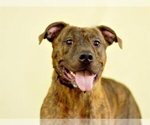 Boxador Dogs for adoption in Tavares, FL, USA