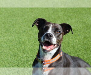 Labrador Retriever-Unknown Mix Dogs for adoption in Chestertown, MD, USA
