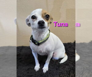 Chihuahua Dogs for adoption in Modesto, CA, USA