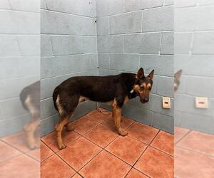 German Shepherd Dog-Unknown Mix Dogs for adoption in Downey, CA, USA