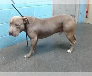 American Pit Bull Terrier Dogs for adoption in Downey, CA, USA