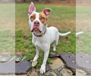 Mutt Dogs for adoption in Westminster, MA, USA