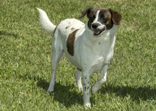 English Springer Spaniel-Jack Russell Terrier Mix Dogs for adoption in Santa Fe, TX, USA