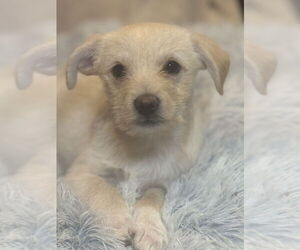 Chihuahua-Unknown Mix Dogs for adoption in Andover, MN, USA