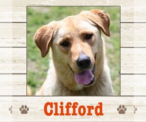 Labrador Retriever Dogs for adoption in Limerick, ME, USA