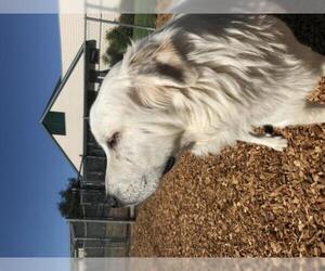 Great Pyrenees Dogs for adoption in Rohnert Park, CA, USA