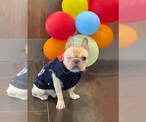 French Bulldog Dogs for adoption in San Antonio, TX, USA