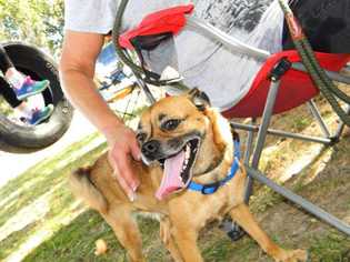 Puggle Dogs for adoption in Foristell, MO, USA