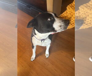 American Pit Bull Terrier-Unknown Mix Dogs for adoption in Chandler, AZ, USA