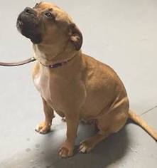 Bulldog Dogs for adoption in Aurora, CO, USA