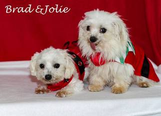 Maltese Dogs for adoption in Brooksville, FL, USA