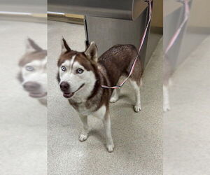 Siberian Husky Dogs for adoption in Riverside, CA, USA