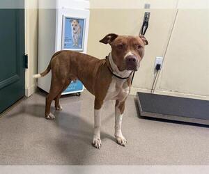 American Pit Bull Terrier-Unknown Mix Dogs for adoption in Pasadena, CA, USA