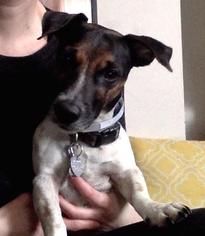Medium Photo #1 Jack Russell Terrier Puppy For Sale in Bronx, NY, USA