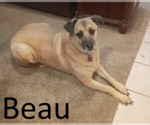 Black Mouth Cur-Unknown Mix Dogs for adoption in Mountain View, AR, USA