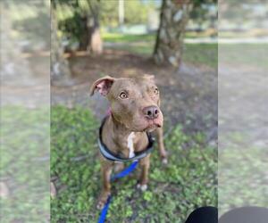 American Pit Bull Terrier Dogs for adoption in Vero Beach, FL, USA
