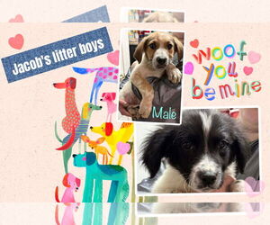 Bluetick Coonhound-Border Collie Mix Dogs for adoption in Brooksville, FL, USA