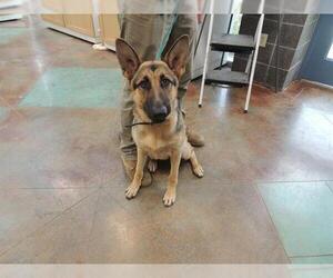 German Shepherd Dog Dogs for adoption in Lacombe, LA, USA