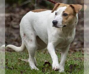 Boxador Dogs for adoption in Wilmington, NC, USA