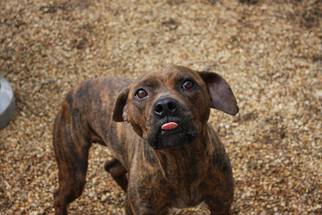 American Pit Bull Terrier Dogs for adoption in Columbus, MS, USA