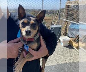 Miniature Pinscher Dogs for adoption in San Pablo, CA, USA
