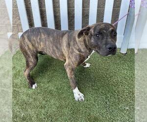 American Pit Bull Terrier-Unknown Mix Dogs for adoption in Modesto, CA, USA