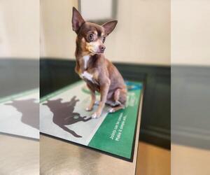 Chipin Dogs for adoption in Seven Valleys, PA, USA