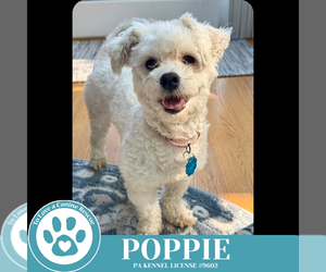Poodle (Miniature)-Unknown Mix Dogs for adoption in Kimberton, PA, USA