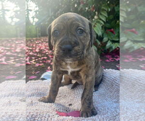 American Pit Bull Terrier-Unknown Mix Dogs for adoption in Bellevue, WA, USA