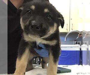 German Shepherd Dog Dogs for adoption in Riverside, CA, USA
