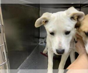 Labrador Retriever-Unknown Mix Dogs for adoption in Visalia, CA, USA