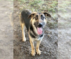 German Shepherd Dog Dogs for adoption in Riverside, CA, USA
