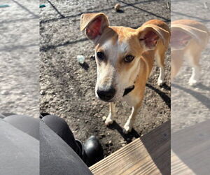 Mutt Dogs for adoption in Elmsford, NY, USA