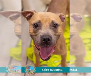 American Bulldog Dogs for adoption in Mobile, AL, USA